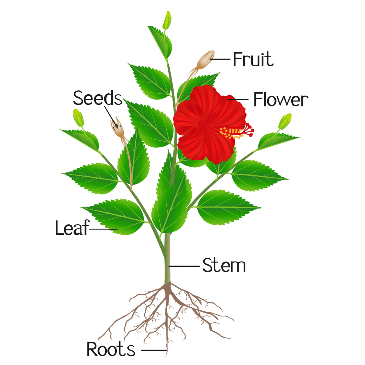 Plant parts– kids, functions, importance, reproduction – Mission Momplex